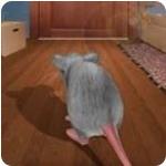 猫鼠之战