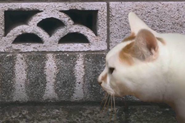 翌日猫之怪奇谭