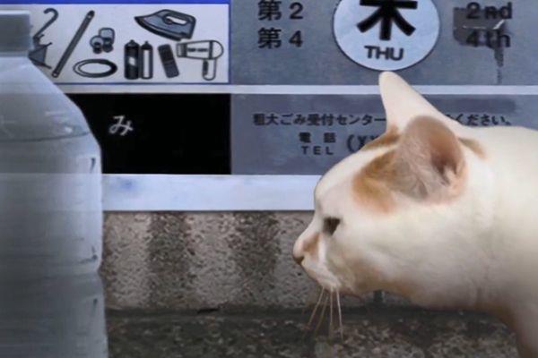 翌日猫之怪奇谭