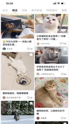 小萌猫