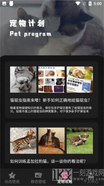 猫咪壁纸
