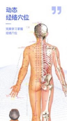 解剖学图谱