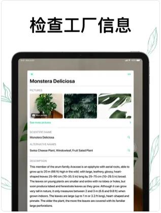 植物Air