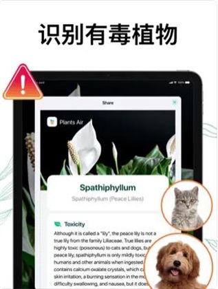 植物Air