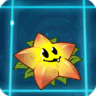 星星果