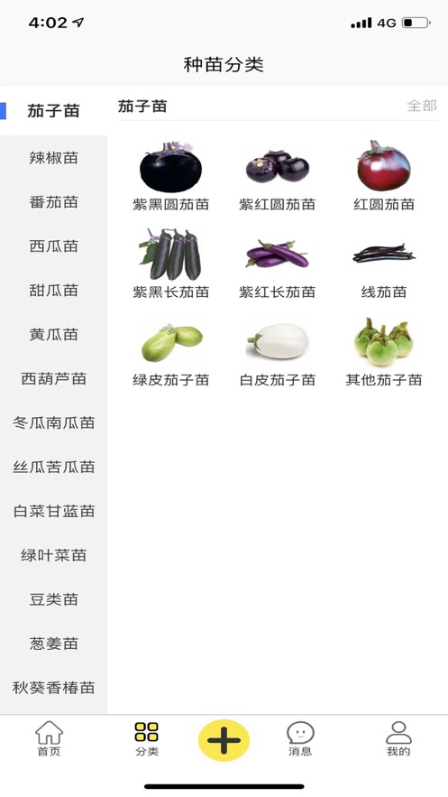 苗哆哆