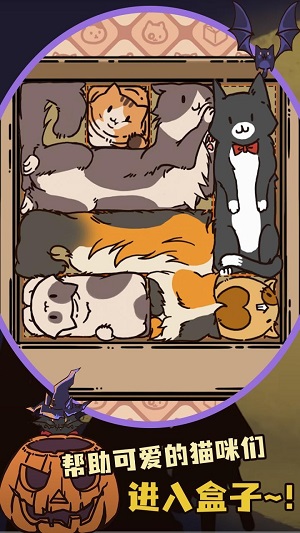 盒子猫2023