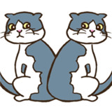 猫的错误