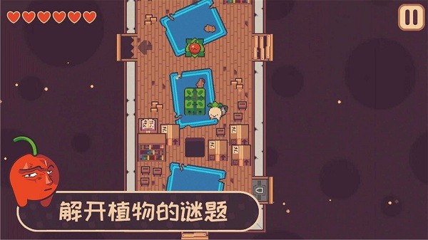 大头菜小子