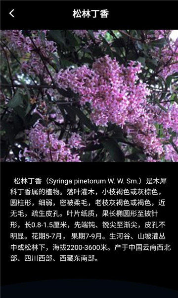 丁香花瓣科普工具