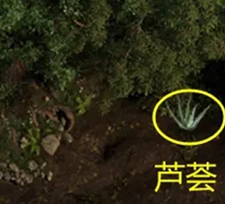 创世纪秩序芦荟植物