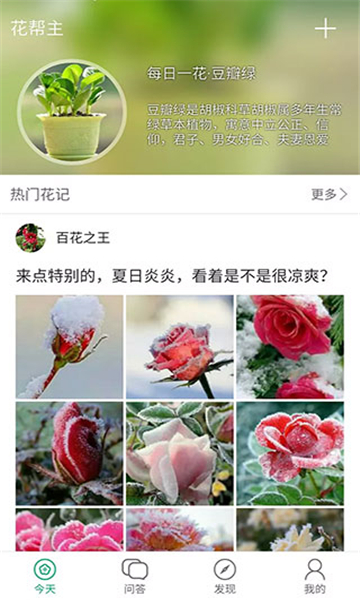 花帮主
